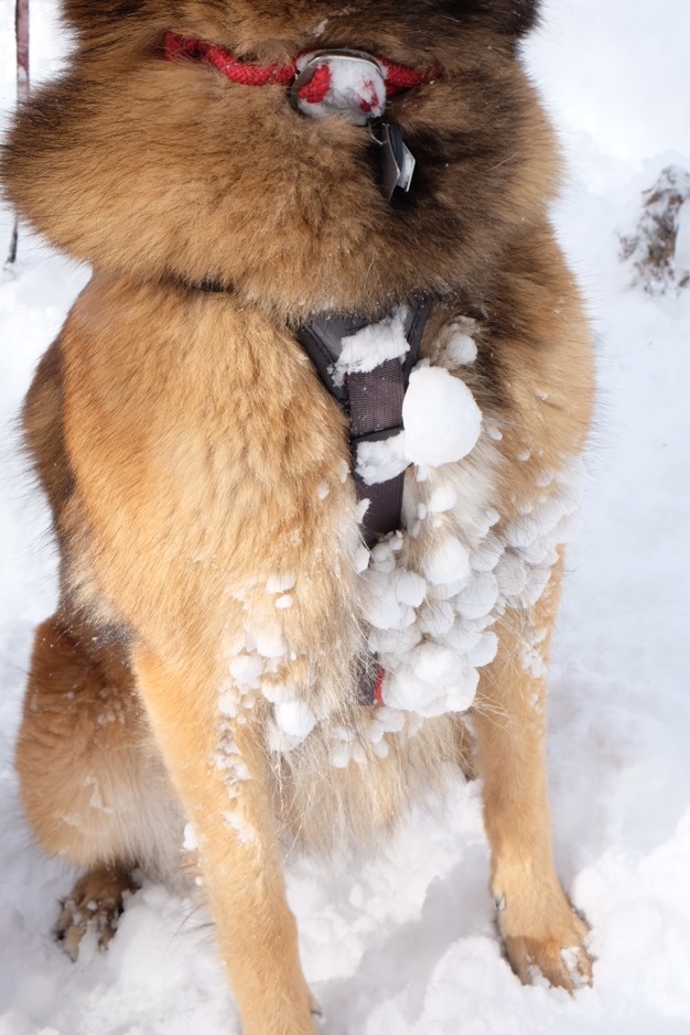 またまた 雪遊び _a0292268_22582126.jpg