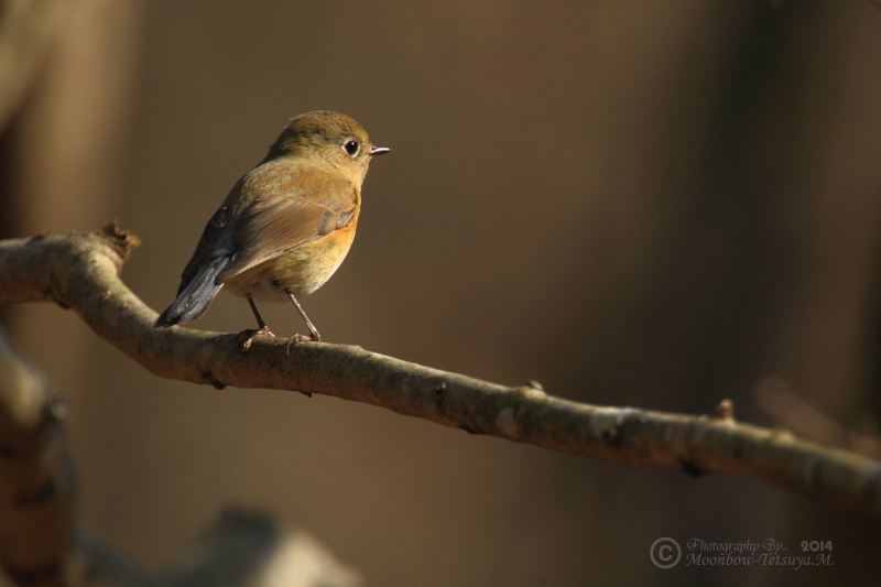 2014年冬の野鳥たち_e0197769_22220785.jpg