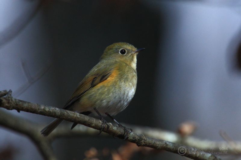 2014年冬の野鳥たち_e0197769_22220836.jpg