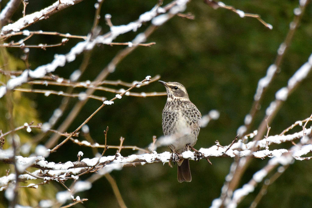 元日初撮り／紅白／初雪と鳥／ラブジョイ彗星／月と昴／太陽面_b0024798_1604524.jpg