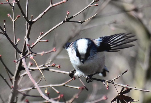 鳥（撮り）初め　エナガ_c0315700_16062171.jpg