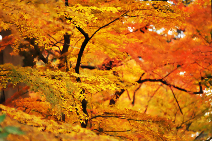 新宿御苑の最後の紅葉1_a0263109_20135891.jpg