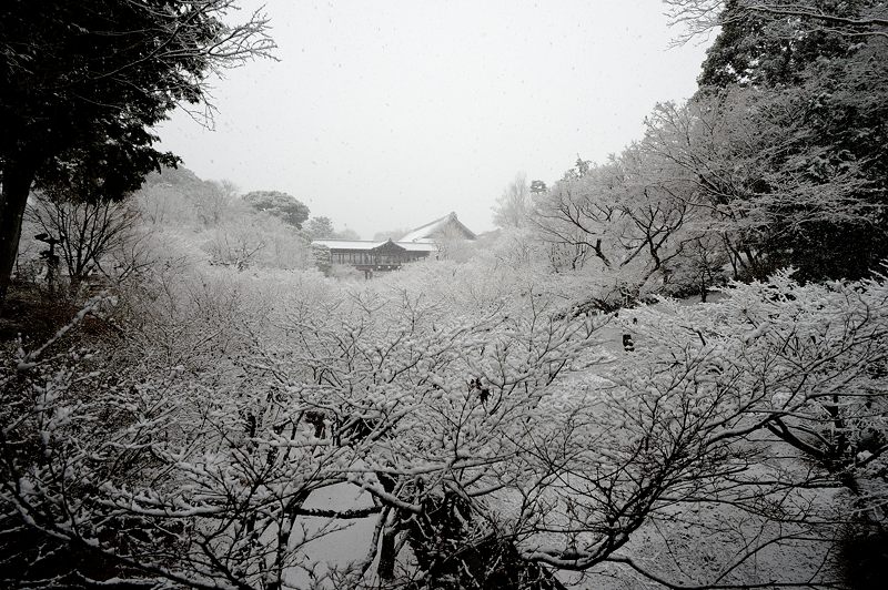 元旦雪景色!＠東福寺_f0032011_16313425.jpg