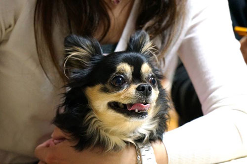 妹んちの『かりんちゃん』 その290_c0192724_10243570.jpg