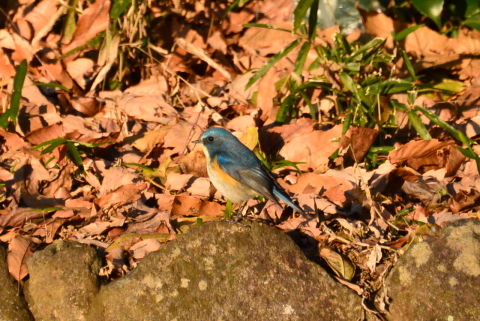 幸せの青い鳥に♪_e0335926_18283839.jpg