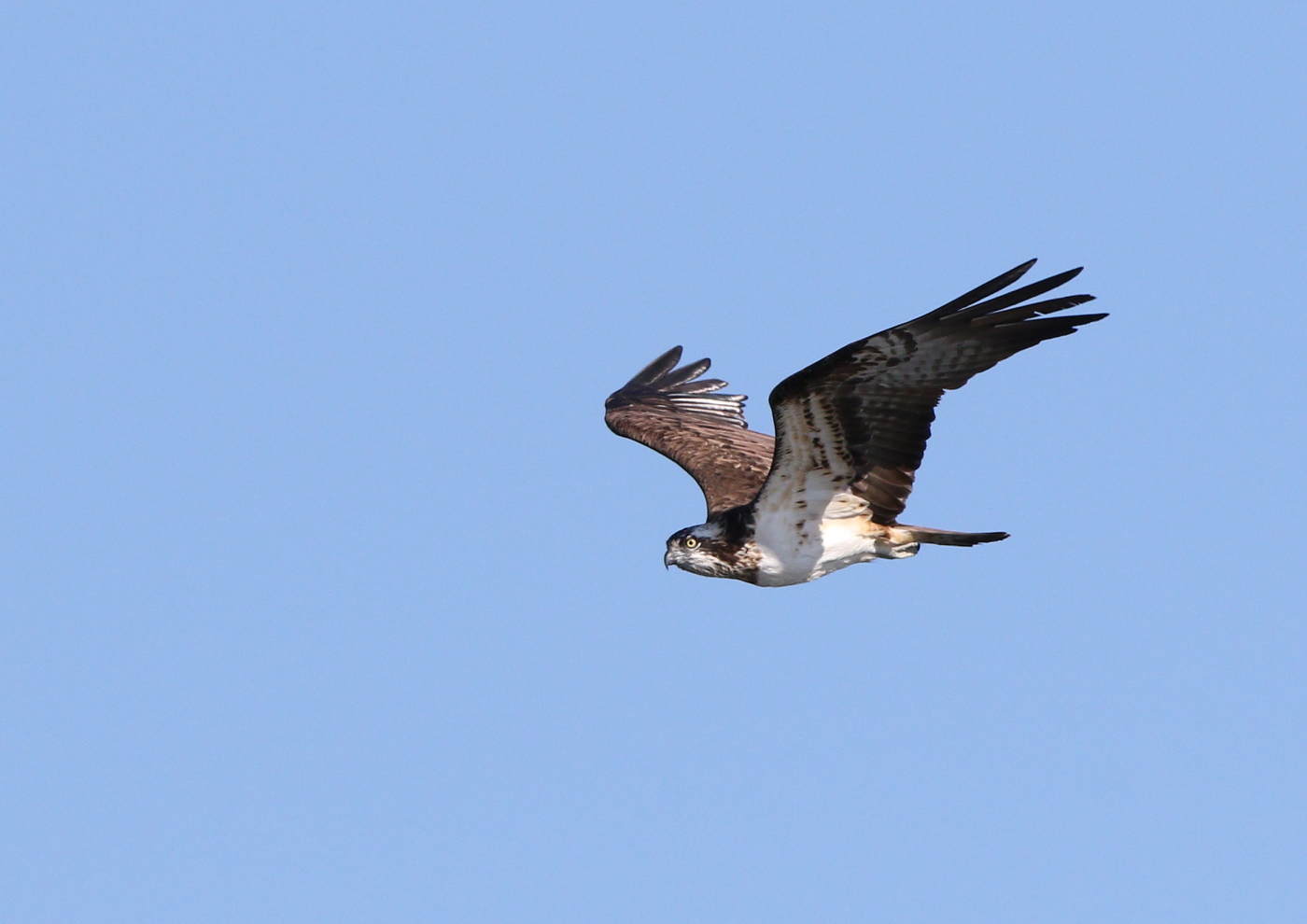 15年 鳥撮り始めは鷹三昧 彩の国ピンボケ野鳥写真館