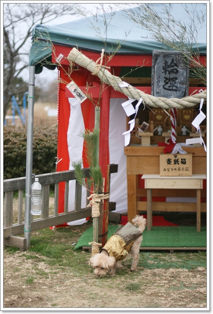 戸田 ドッグランの神社で参拝 道満ドッグラン お正月ラン My Toypoodle