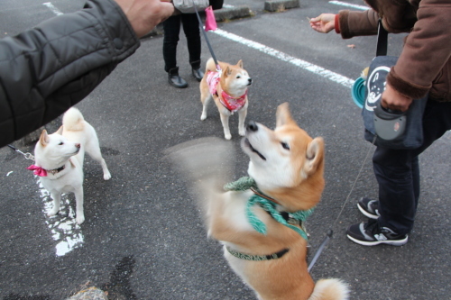 年末年始大感謝柴祭り　詳細・・・パート１_f0245650_10474663.jpg