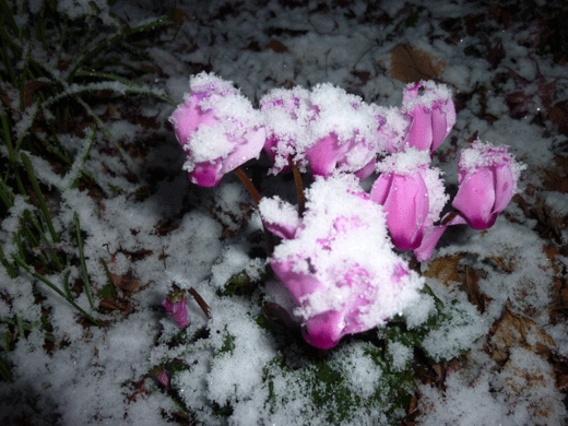 c0225153_17594158.gif