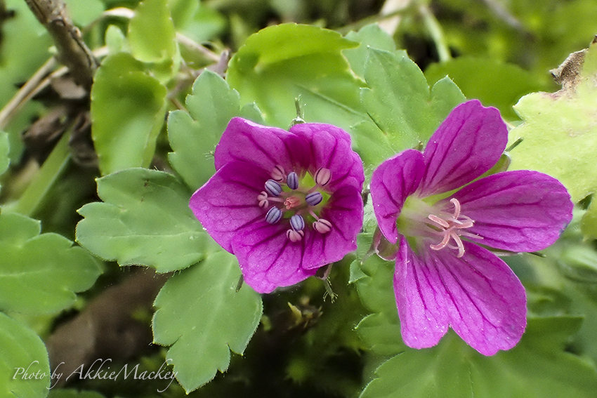 2014年総集編　逢えて嬉しかったお花　スミレ以外_b0167256_2361531.jpg