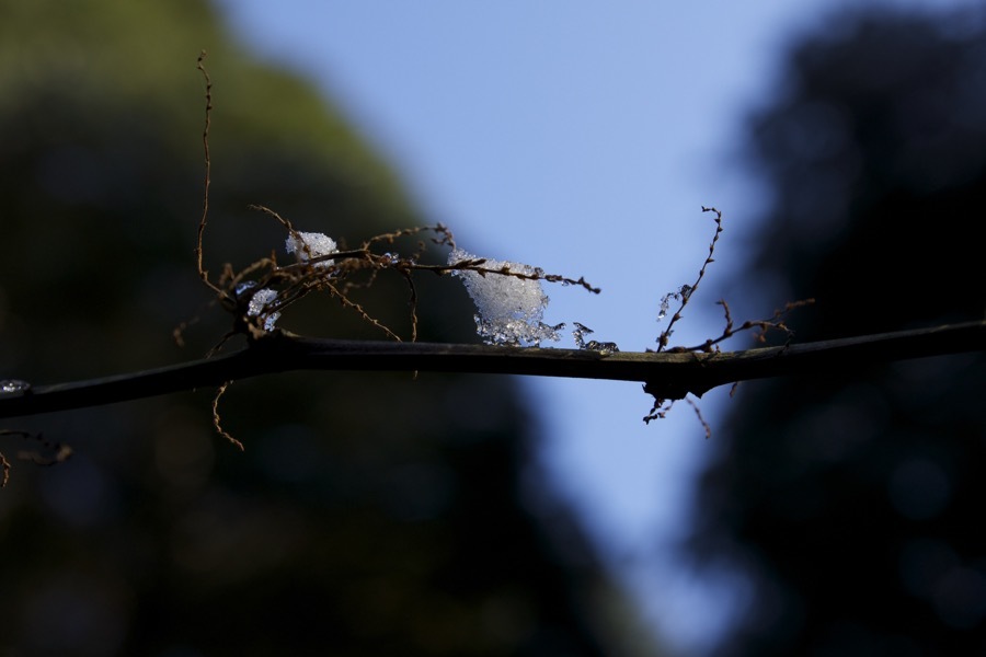 雪の花・・・失敗したおっさんの思いつき！_d0047078_23373921.jpg