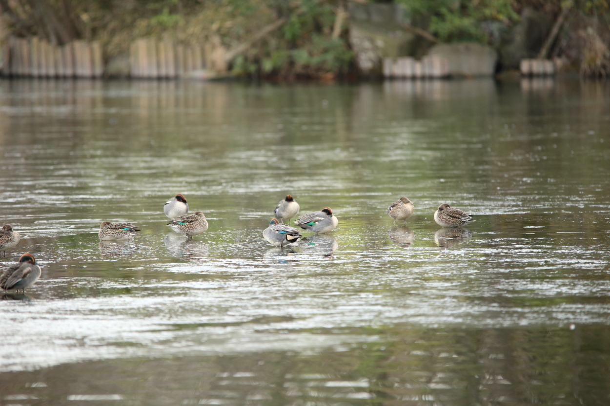 　　新年のカモ池は・・・_e0249878_22540990.jpg