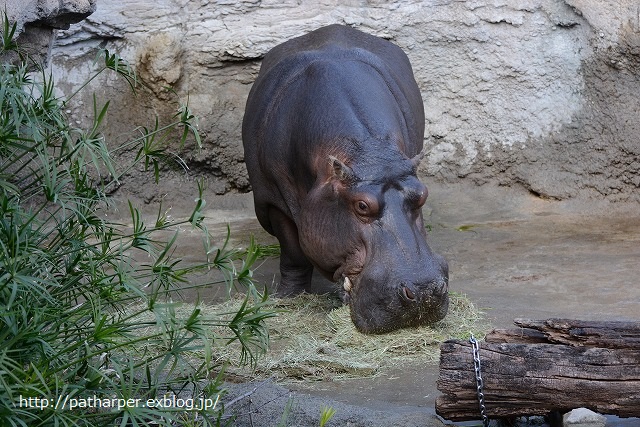 ２０１４年１２月　天王寺動物園　その１_a0052986_8432333.jpg