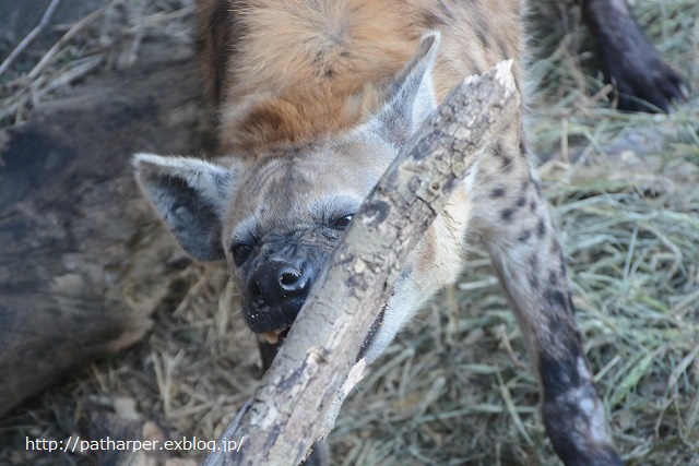 ２０１４年１２月　天王寺動物園　その１_a0052986_8445470.jpg