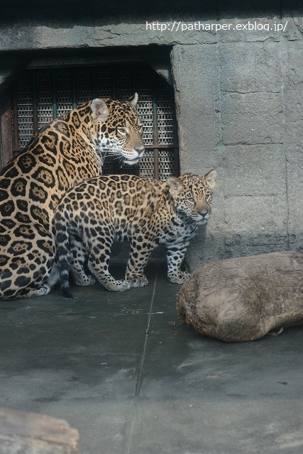 ２０１４年１２月　天王寺動物園　その１_a0052986_8584288.jpg