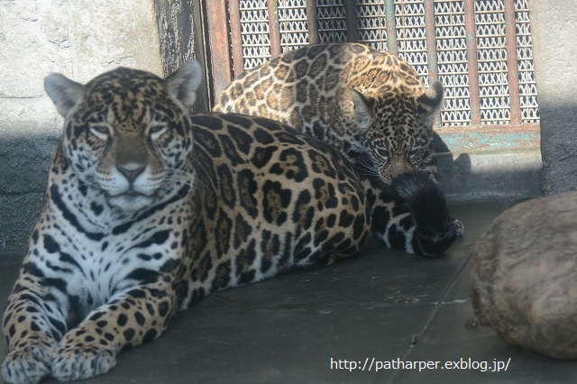 ２０１４年１２月　天王寺動物園　その１_a0052986_9144048.jpg