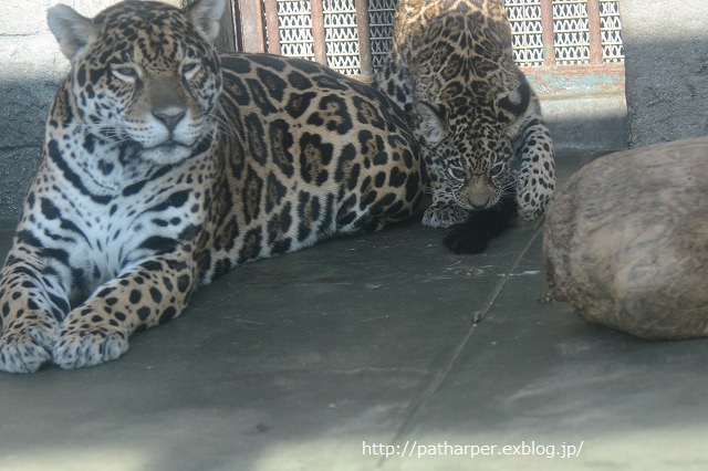 ２０１４年１２月　天王寺動物園　その１_a0052986_915097.jpg