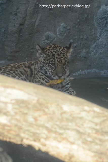 ２０１４年１２月　天王寺動物園　その１_a0052986_934526.jpg