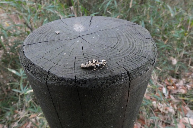 e0070891_21262271.jpg