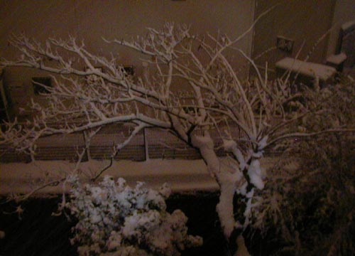 ●雪また雪_d0053294_1173381.jpg