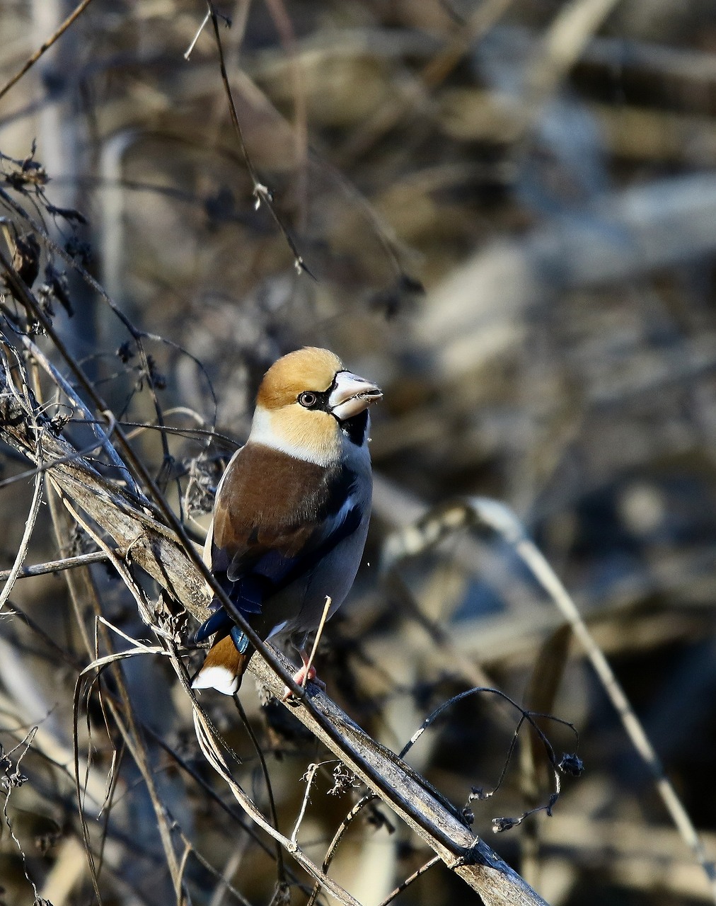 k自然公園の野鳥_f0296999_12443614.jpg