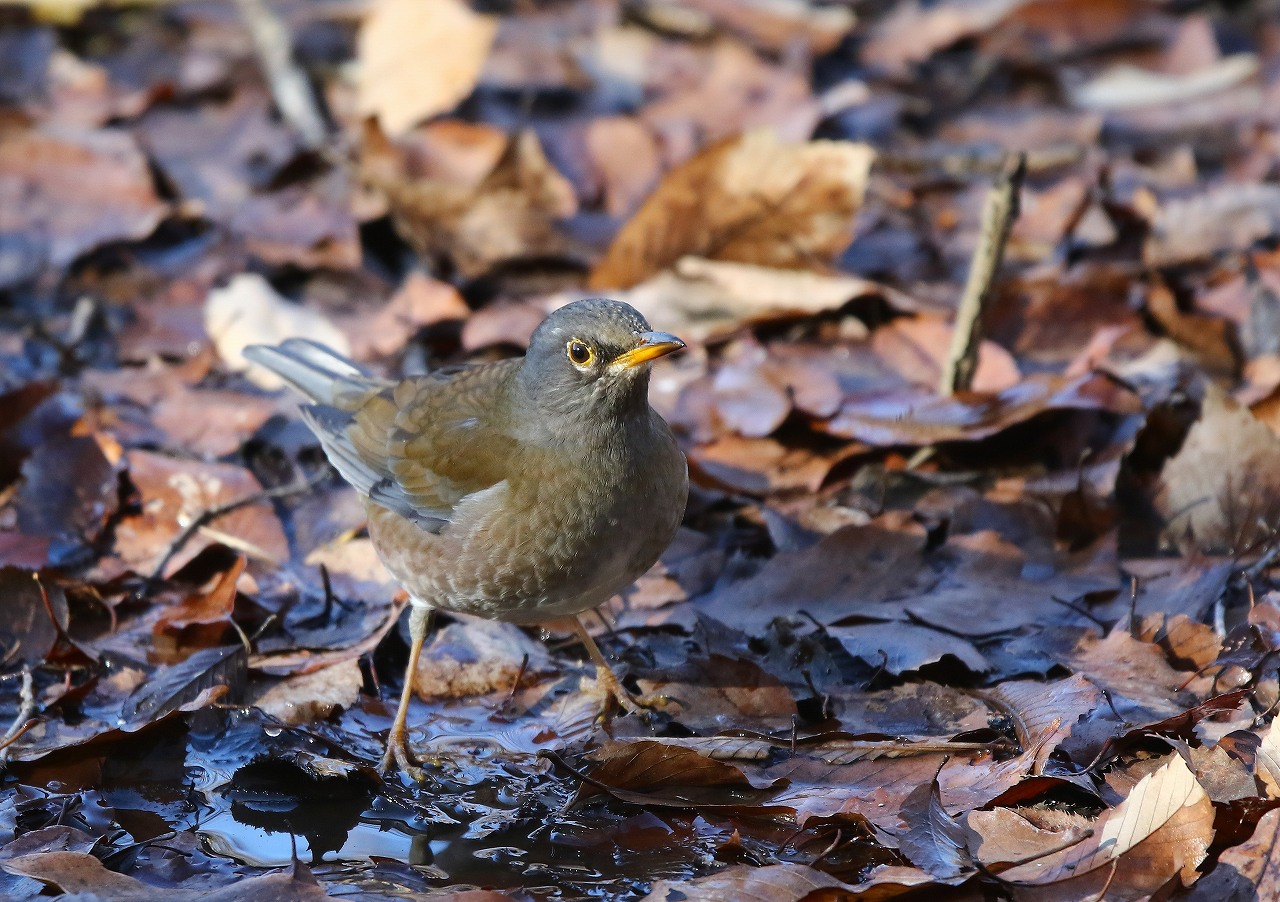 k自然公園の野鳥_f0296999_1245154.jpg