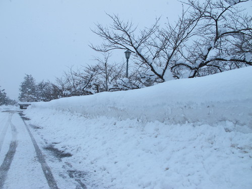 昼下がりに松岬公園から米沢キャンパスへの散歩　１月４日・・・６_c0075701_22202320.jpg