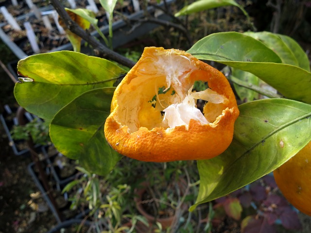 e0117318_1157455.jpg