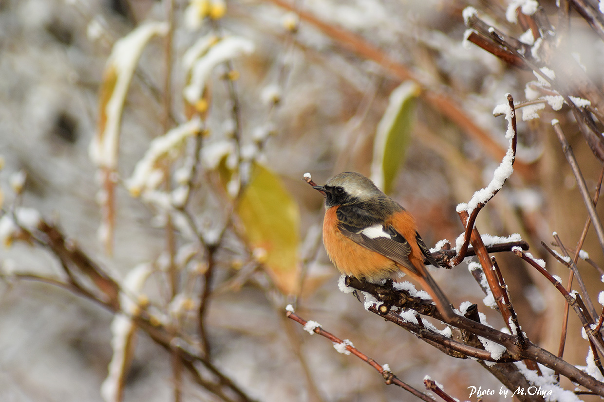 雪ジョウビタキ_f0003418_14432023.jpg