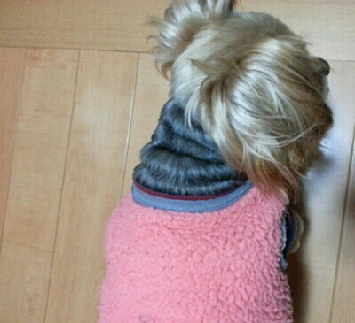 ぱくぞう(*_*)じゃないよ_a0246319_1932934.jpg