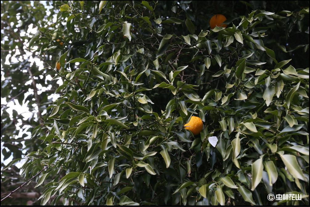 20150103 今年初の散歩道：柚子の葉裏で越冬するウラギンシジミ_d0090322_17453047.jpg