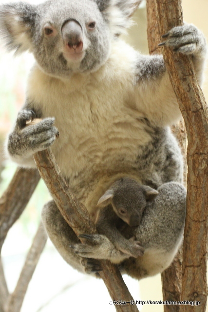コアラのモミジちゃんと赤ちゃん 14冬 その３ 成長の兆し こらくふぁーむ