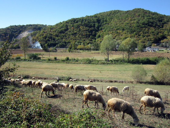 今年は未年、イタリアの羊たち_f0234936_7404043.jpg