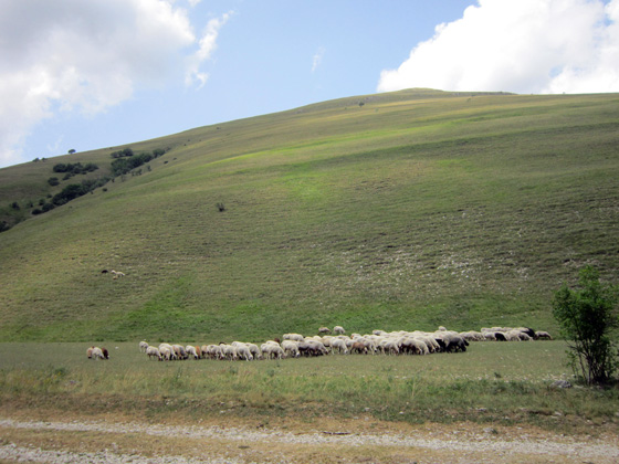 今年は未年、イタリアの羊たち_f0234936_7412161.jpg
