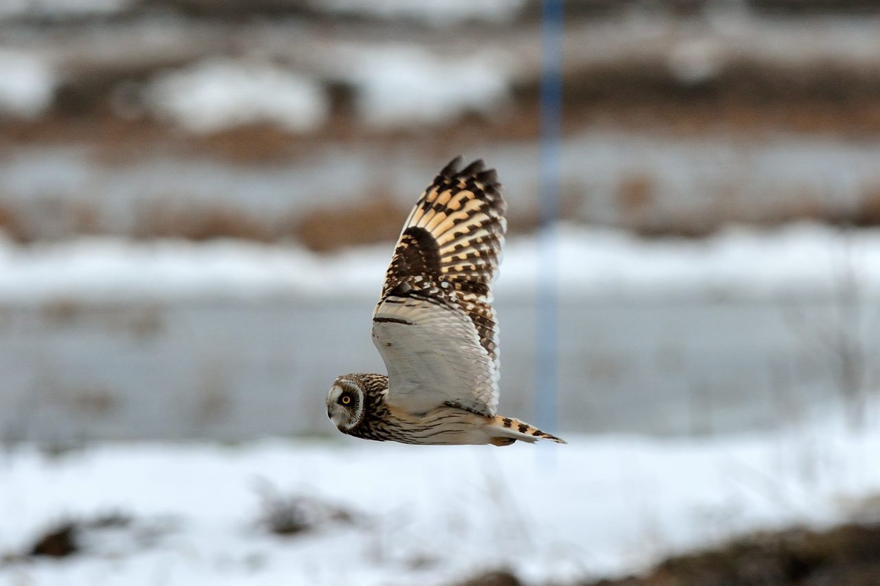 今年初撮りは野鳥_d0172537_21131095.jpg