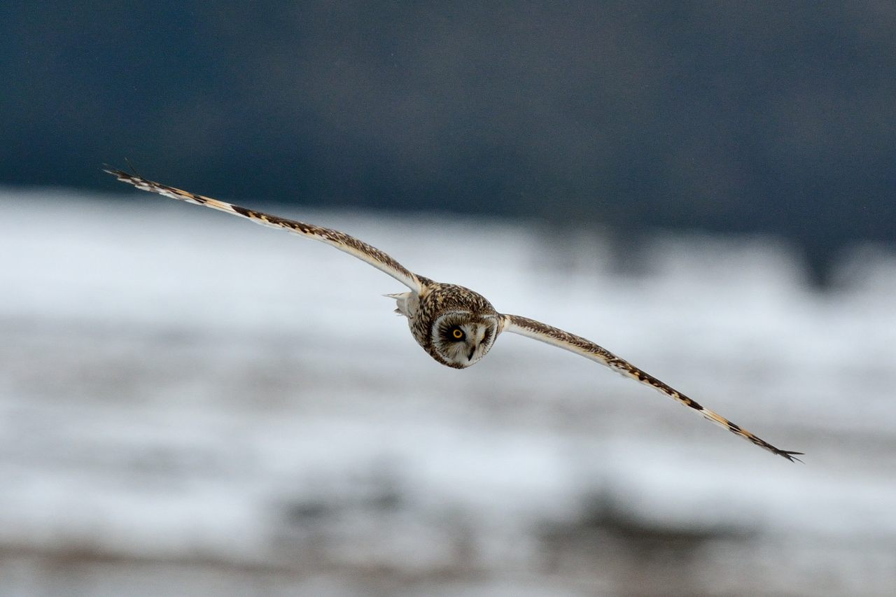 今年初撮りは野鳥_d0172537_21132719.jpg