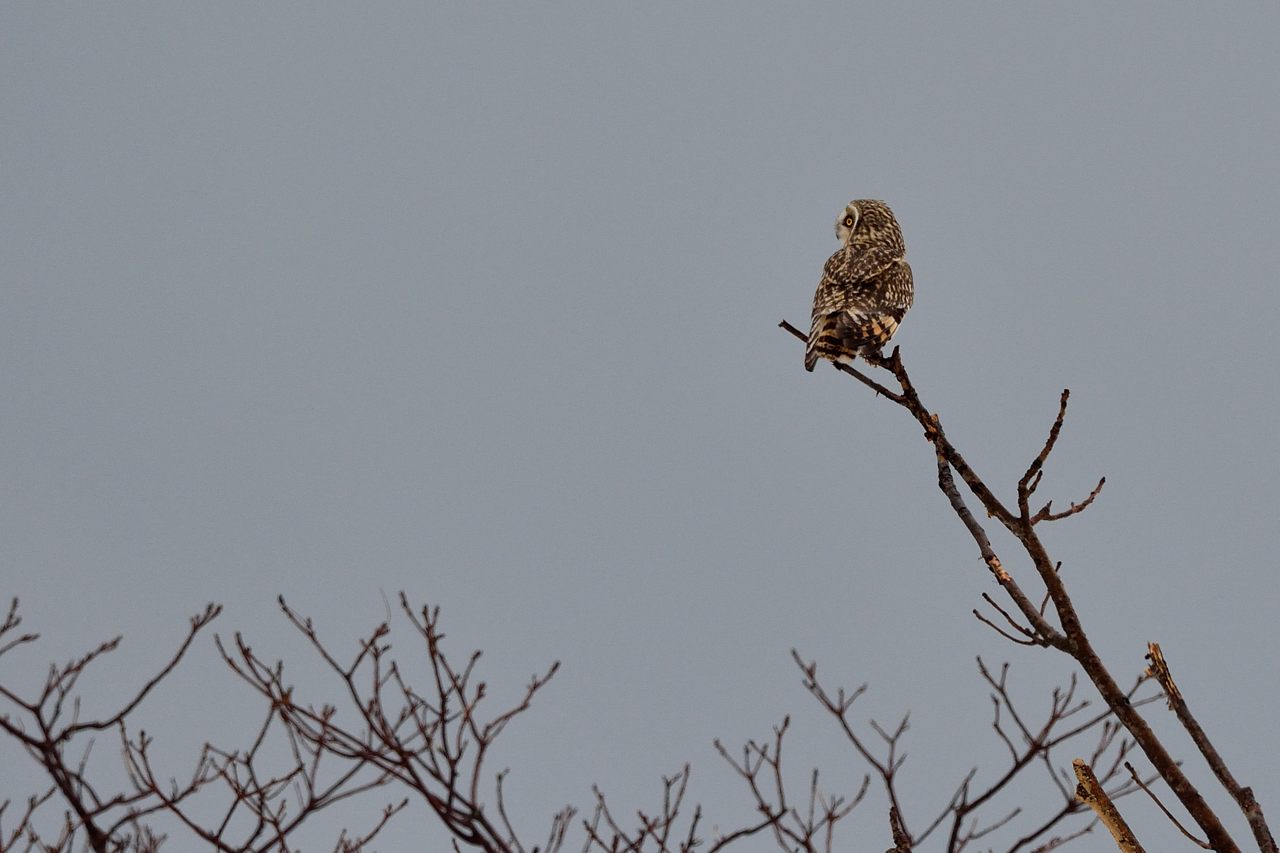 今年初撮りは野鳥_d0172537_2115473.jpg