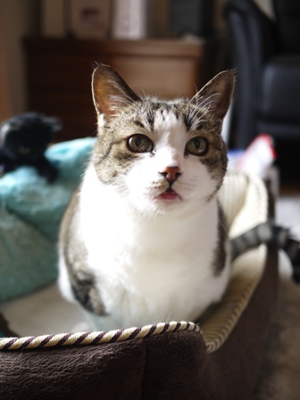 猫のお留守番 すずちゃん編。_a0143140_22334746.jpg
