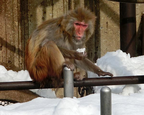 京都　雪の京都散歩　東山から北山へ_e0035757_23473945.jpg