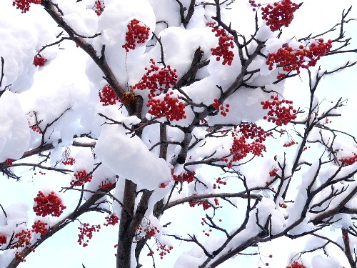 新年　　雪の日のナナカマドと円山のエゾリス_d0084473_1611120.jpg