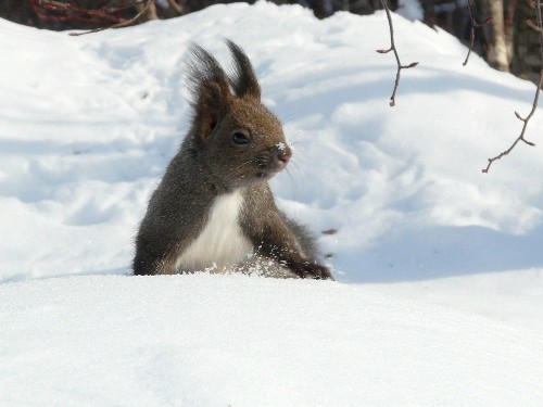 新年　　雪の日のナナカマドと円山のエゾリス_d0084473_16111781.jpg