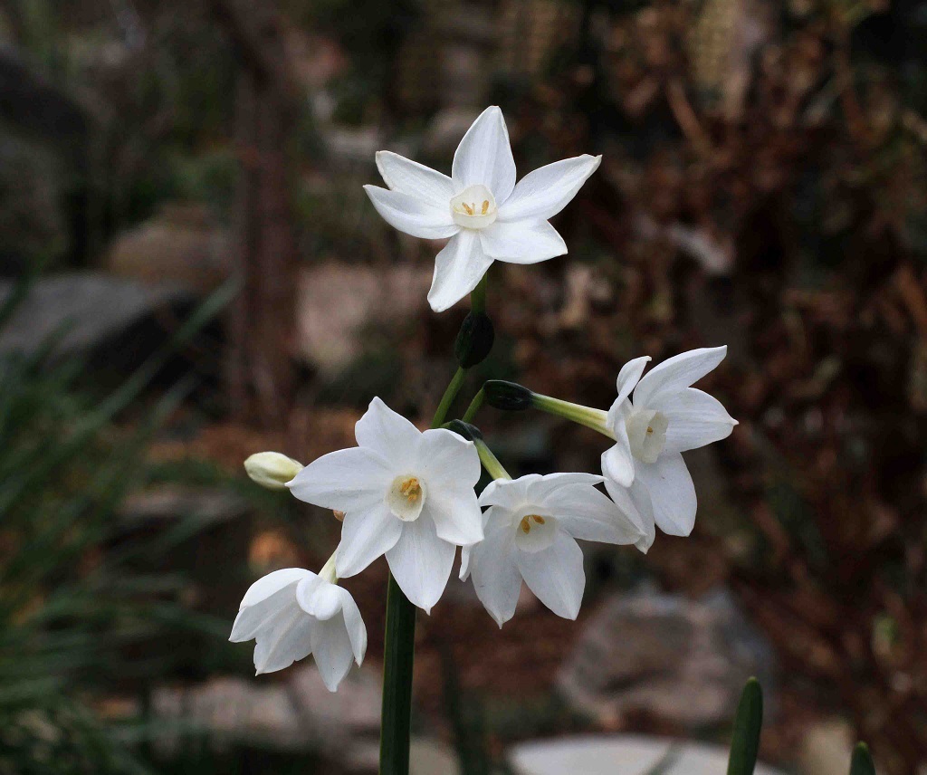 早朝の散歩 ~クリスマスローズの花芽~ _a0107574_19274232.jpg