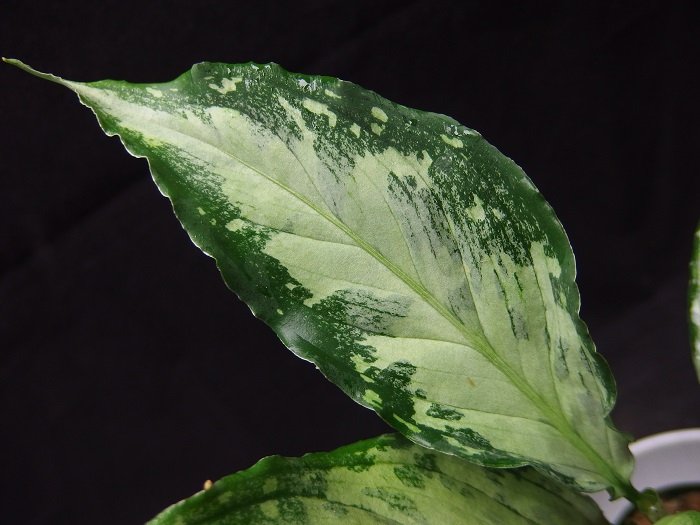 専用　アグラオネマ　B 専用 アグラオネマ B 専用 アグラオネマ B 【公式通販】