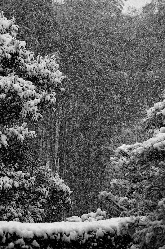 元旦雪景色!@東福寺塔頭 芬陀院_f0032011_20101915.jpg