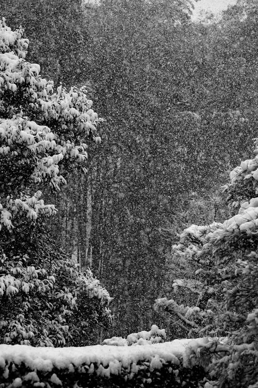 元旦雪景色!＠東福寺塔頭　芬陀院_f0032011_20101915.jpg