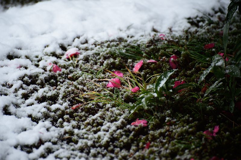 元旦雪景色!@東福寺塔頭 芬陀院_f0032011_20141886.jpg
