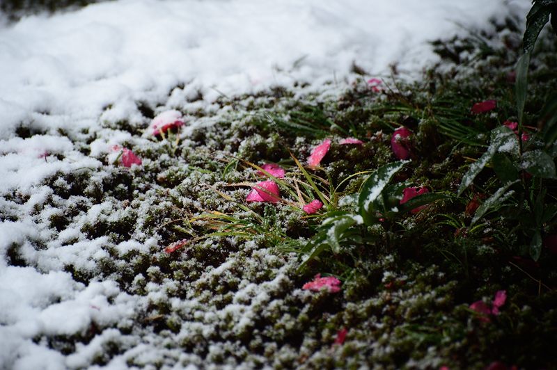 元旦雪景色!＠東福寺塔頭　芬陀院_f0032011_20141886.jpg