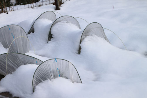 菜園は大雪_e0048413_18153850.jpg