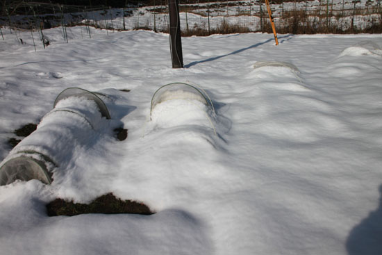 菜園は大雪_e0048413_1816142.jpg