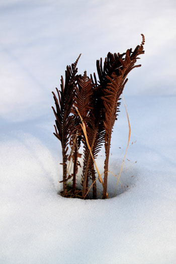 菜園は大雪_e0048413_18162627.jpg